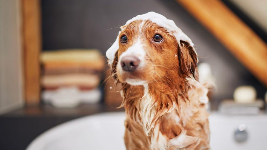 best dog shampoo
