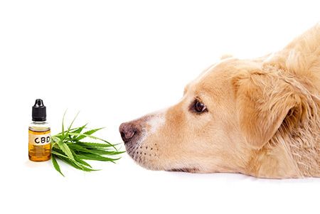 cbd dog treats for anxiety
